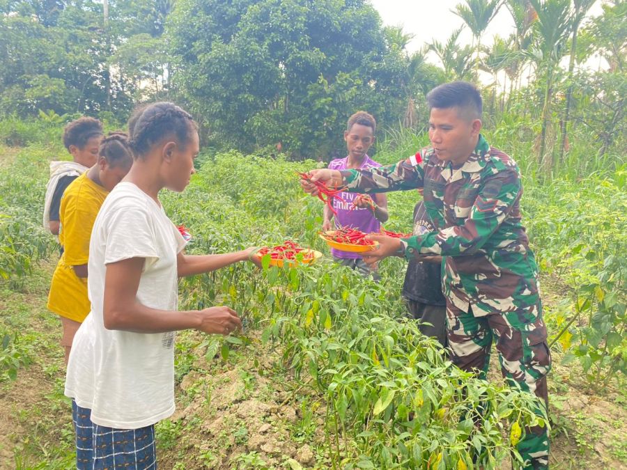 Personel Satgas Yonif 122/TS Pos Kalibom Budidaya Cabai Bersama Warga di Perbatasan Papua
