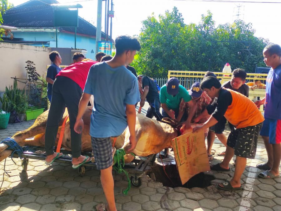 Rp 16.9 Milyar Kurban LDII Karanganyar, Sapi 887 Kambingnya 734