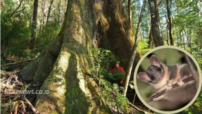 30-Year Australian Forest Experiment Produces a Surprising Result